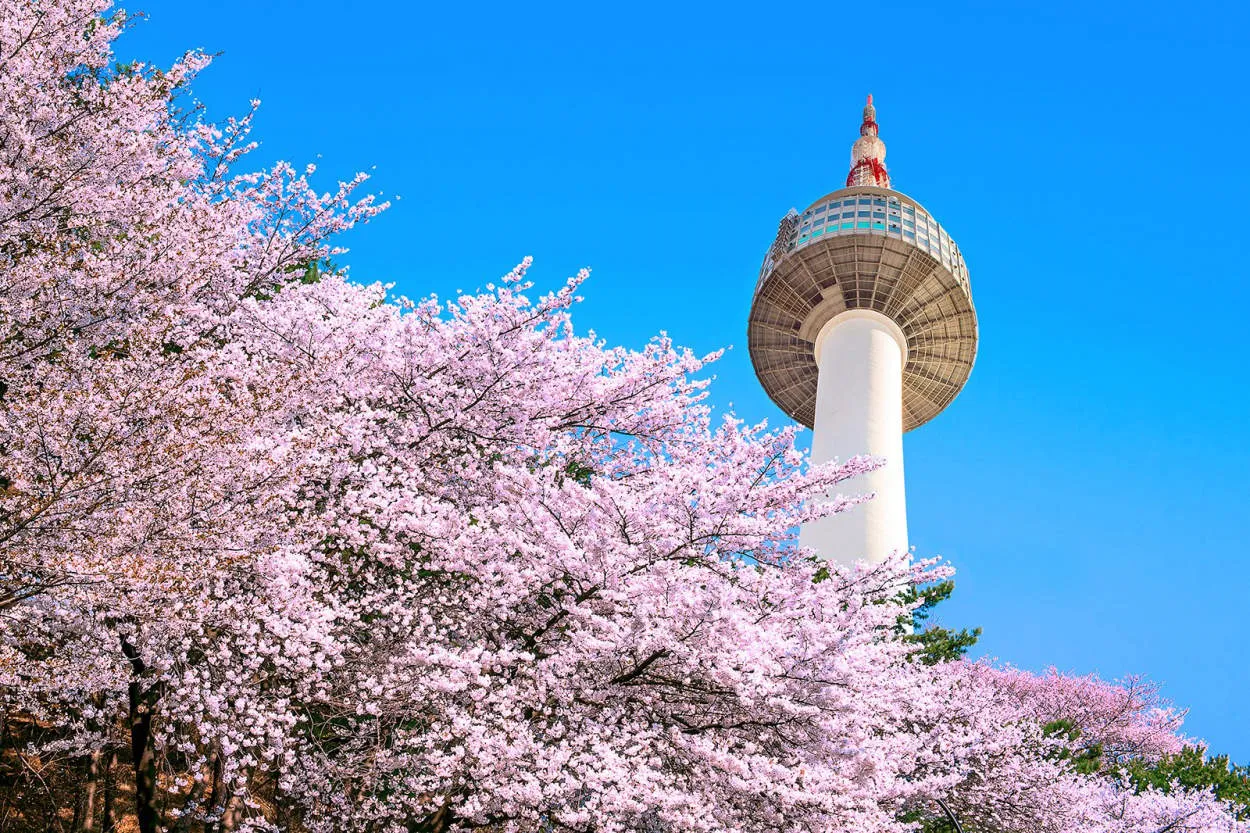 Pemandangan Musim Semi yang Indah di Seoul
